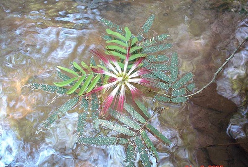 Calliandra-foliolosa1