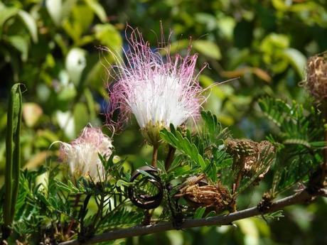 Calliandra-harrisii-Lindl.-Beth.