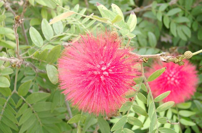 Calliandra-inaequilatera-Rusby.