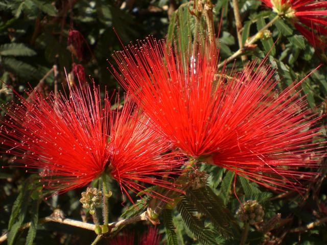 Calliandra-tweedii-Benth.-