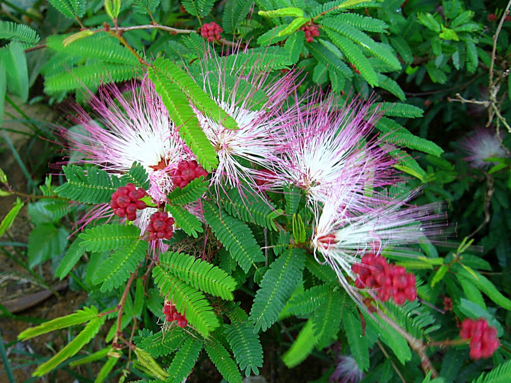 Calliandra