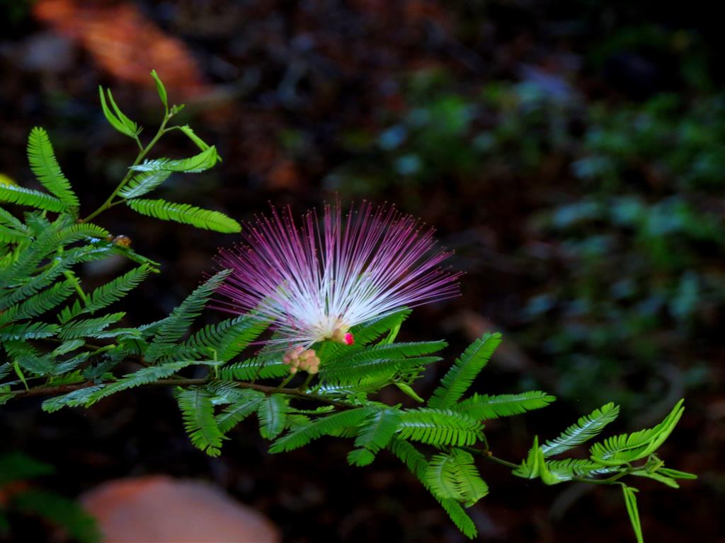 Calliandra_01