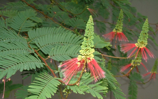 Calliandra_calothyrsus