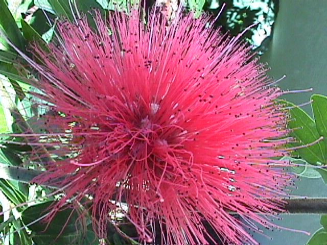 Calliandra_haematocephala