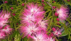 Calliandra_selloi