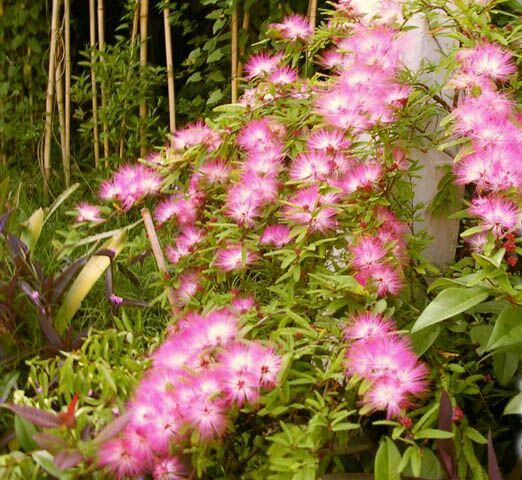 Calliandra_selloi