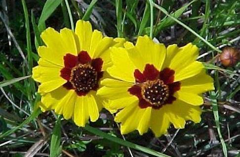 Calliopsis 