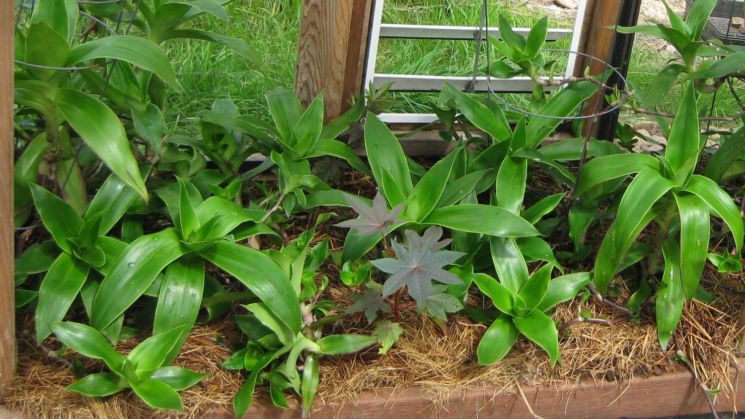 Callisia fragrans