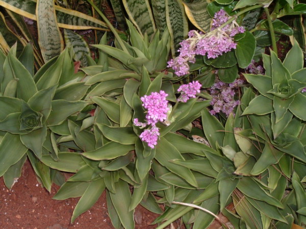 Callisia warszewicziana