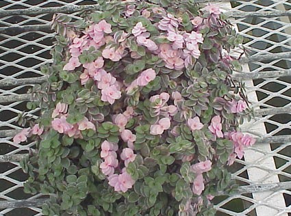 Callisia_repens_variegada-jpg