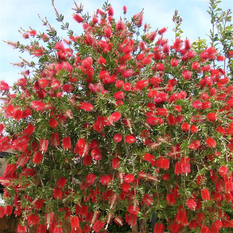 Callistemon 