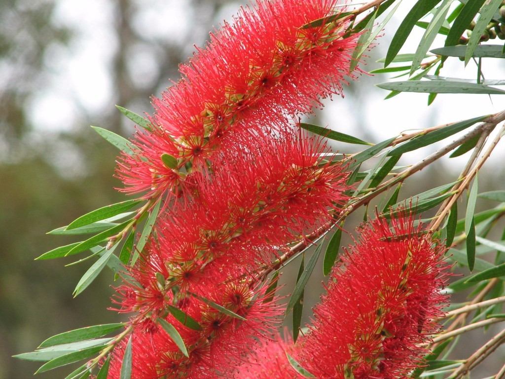 Callistemon Phoeniceu Es