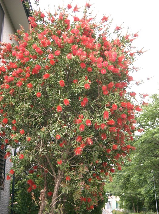 Callistemon ssp