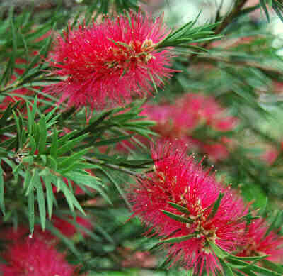 Callistemon