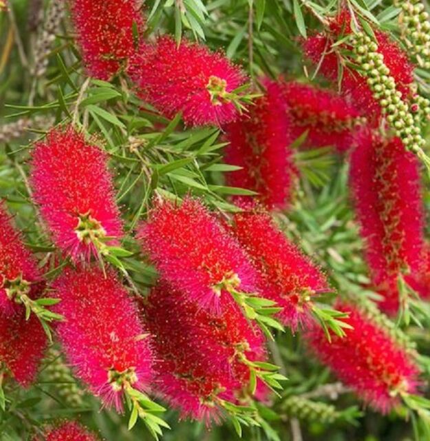 Callistemon2