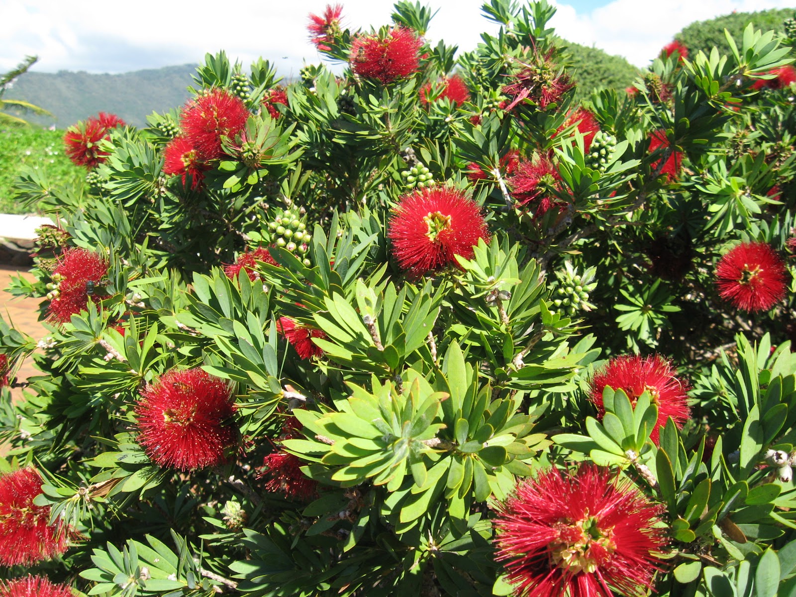 Callistemon_citrinus3