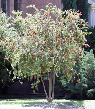 Callistemon_viminalis