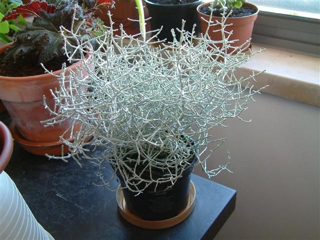 Calocephalus brownii (Small)