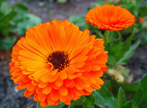 Calêndula (Calendula officinalis)