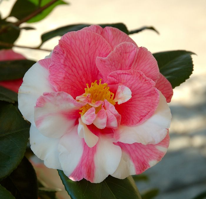 Camelia-5