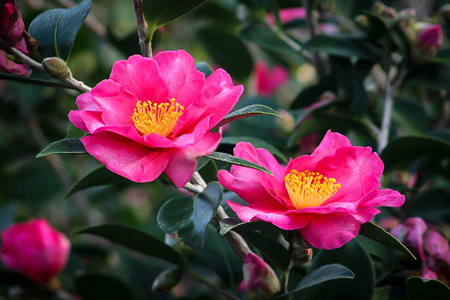 Camellia-Sasanqua
