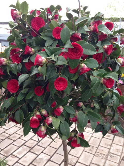Camellia-japonica-