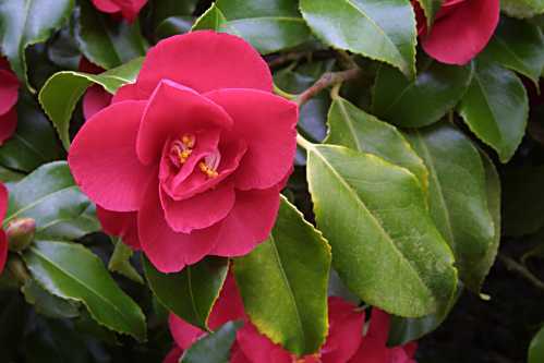 Camellia-japonica