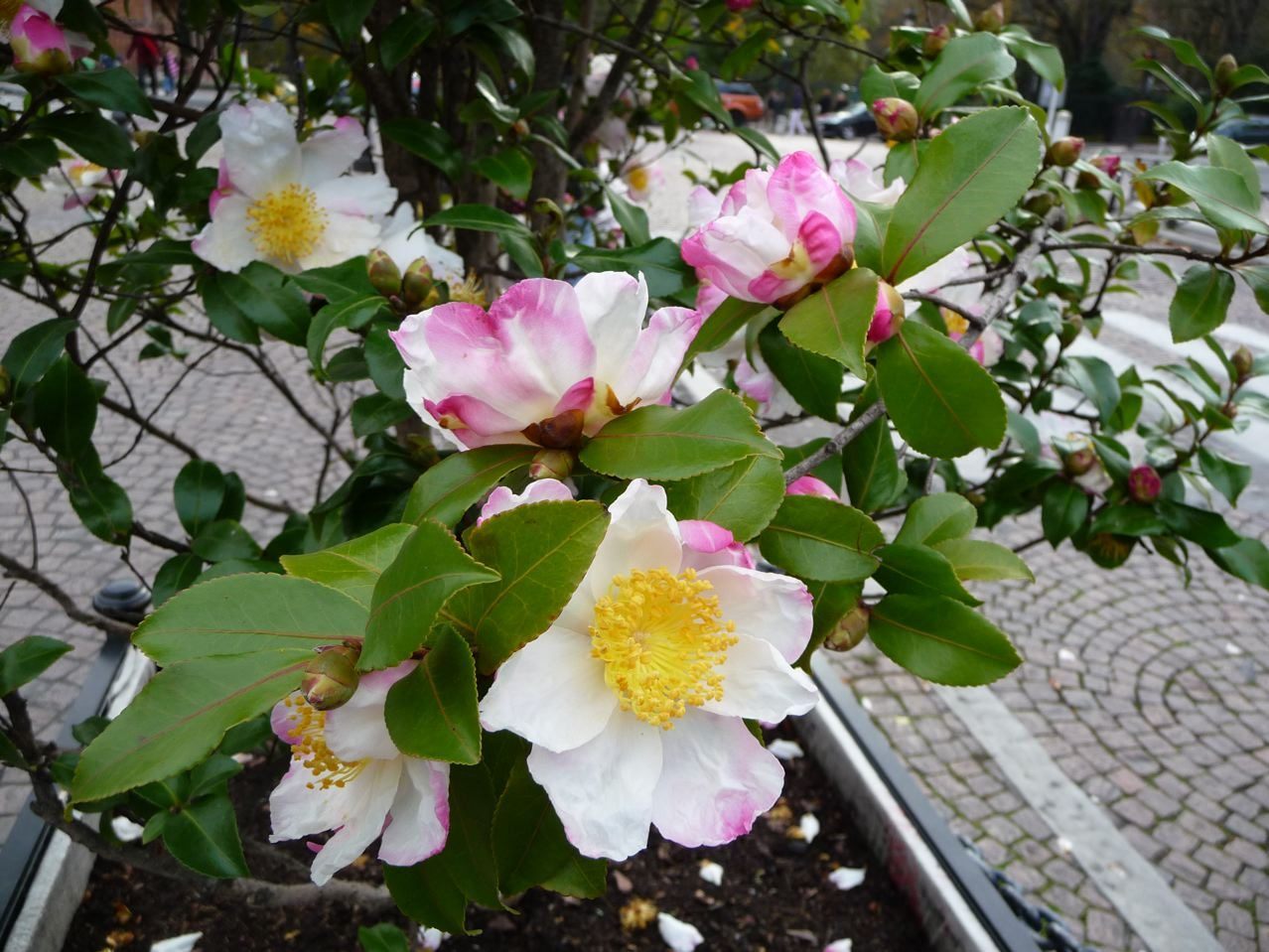 Camellia sasanqua