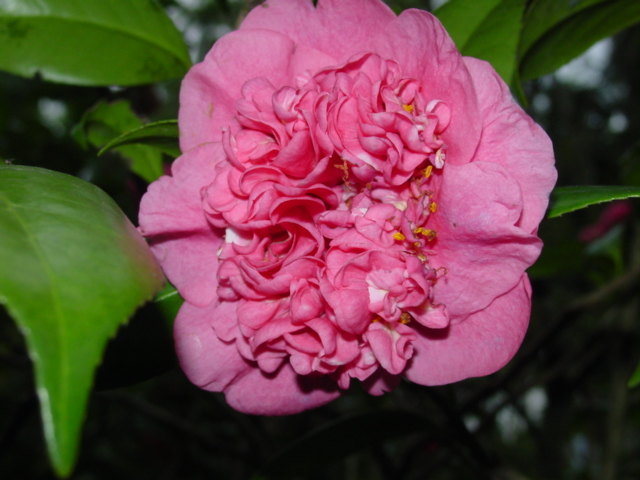 Camellia_japonica-anemone