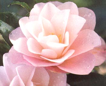 Camellia_japonica