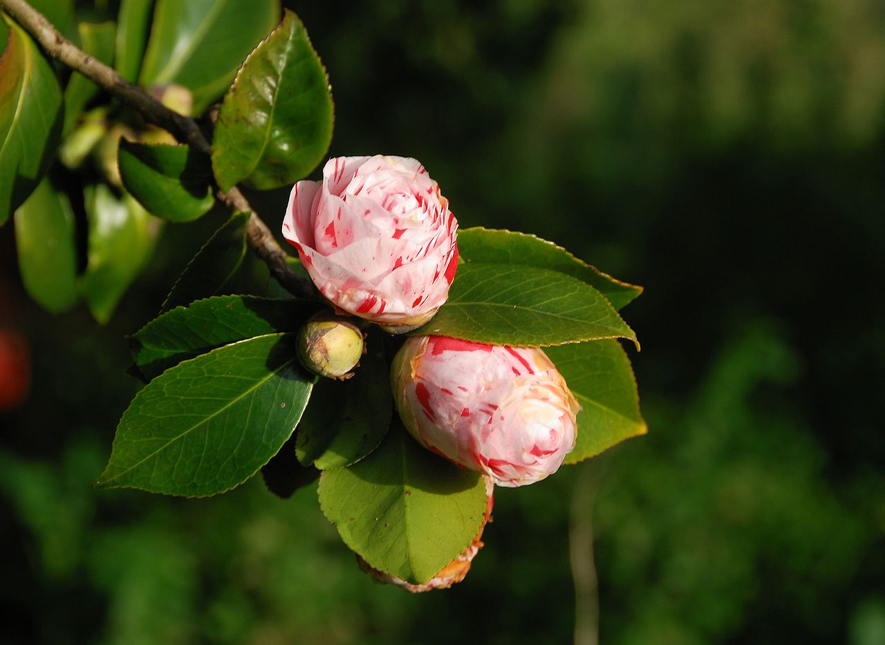 Camellia_japonica