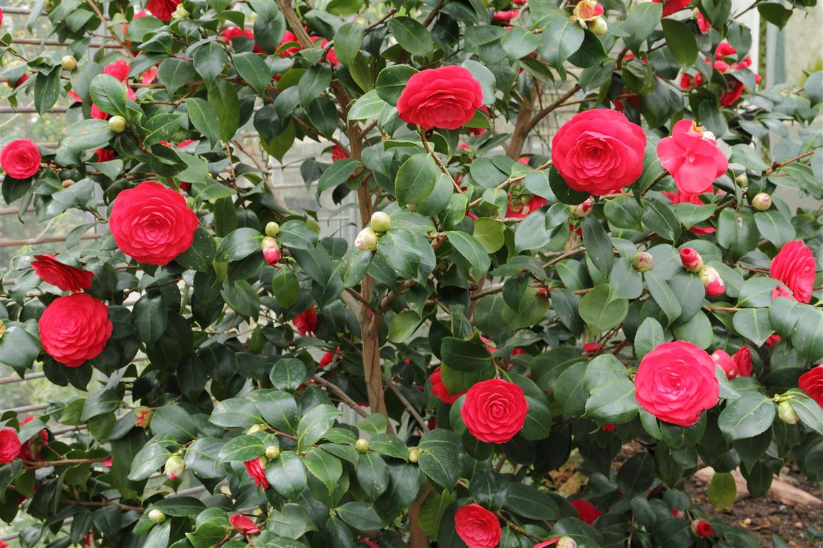 Camellia_japonica