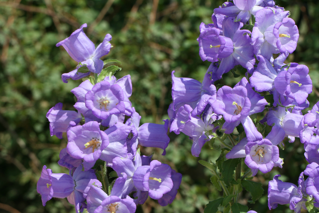 Campanula Mediumiii