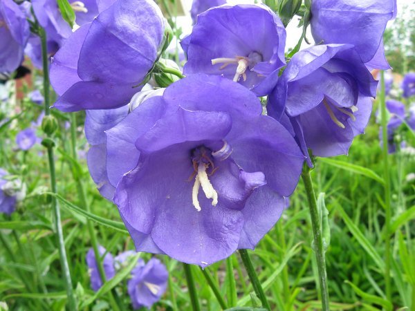 Campanula-persicifolia-4