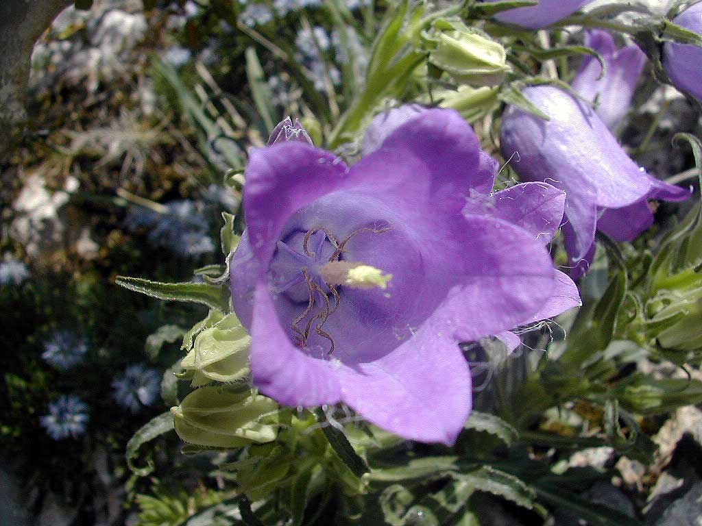 Campanula-speciosa