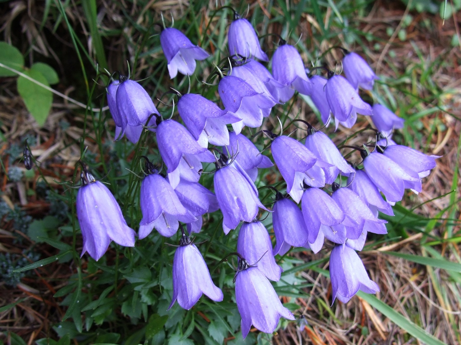 Campanula_cochlearifolia_a2