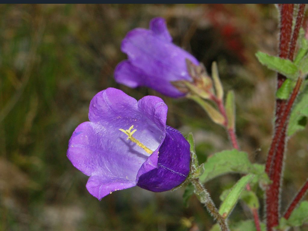 Campanula_medium-1