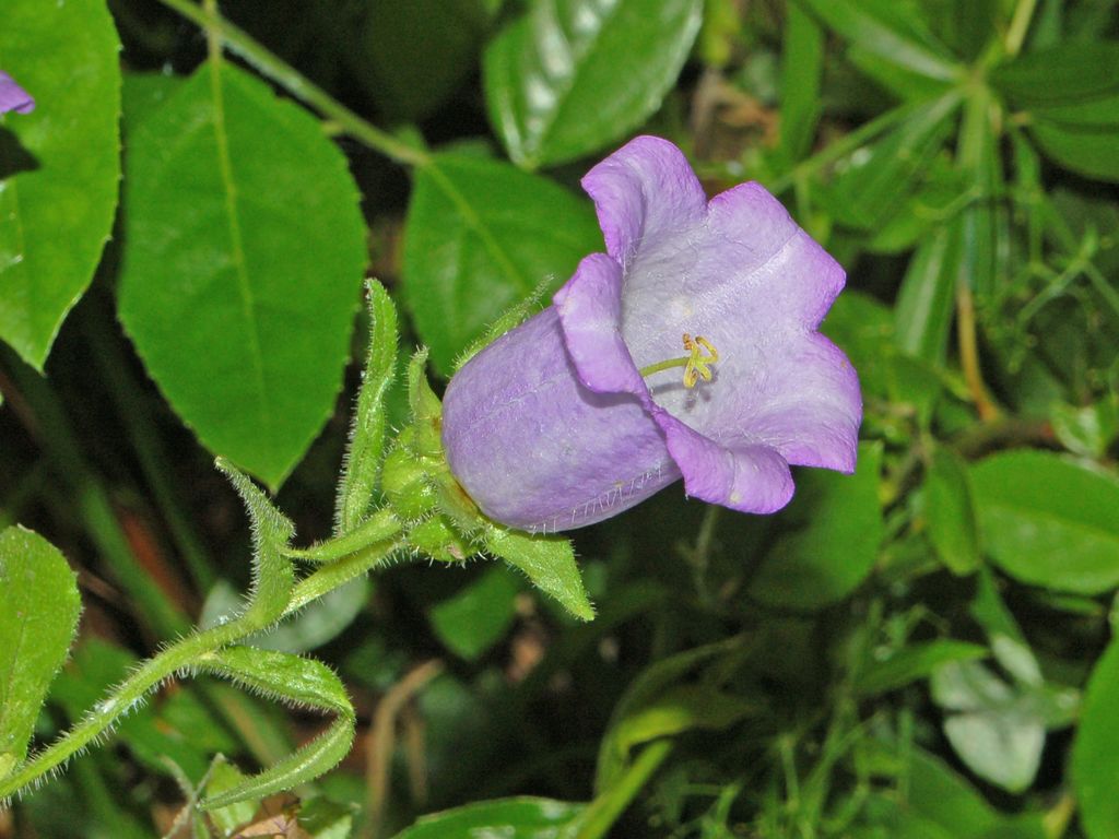 Campanula_medium-4