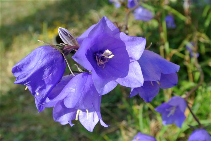 Campanula_persicifolia 