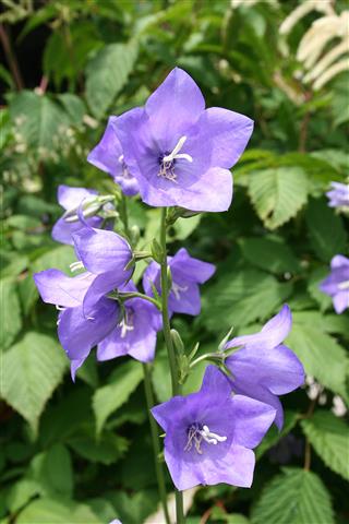 Campanula_persicifolia_