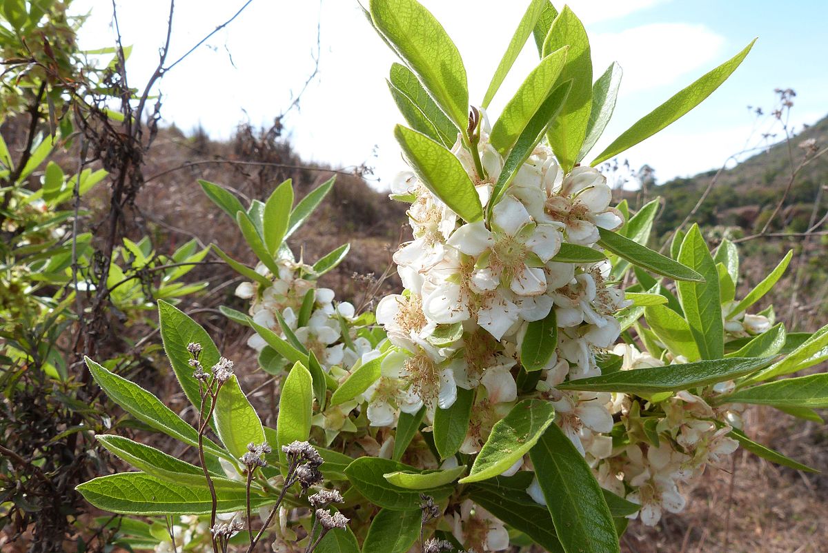 Campomanesia_pubescens