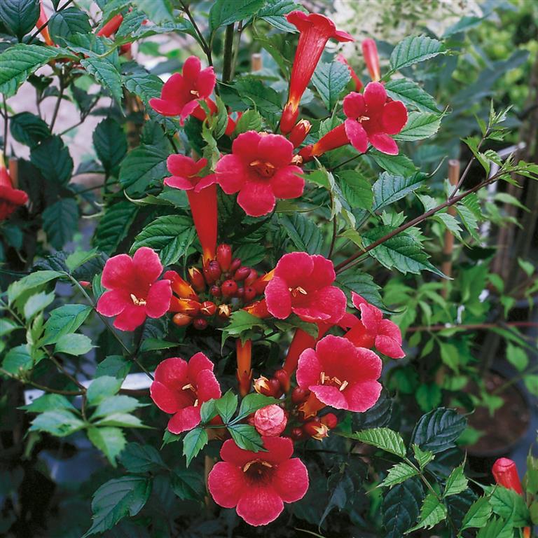 Campsis-radicans-P