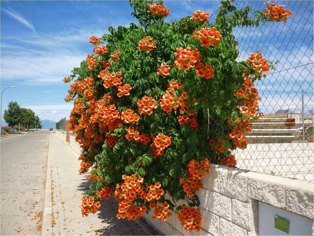 Campsis-radicans-liana 