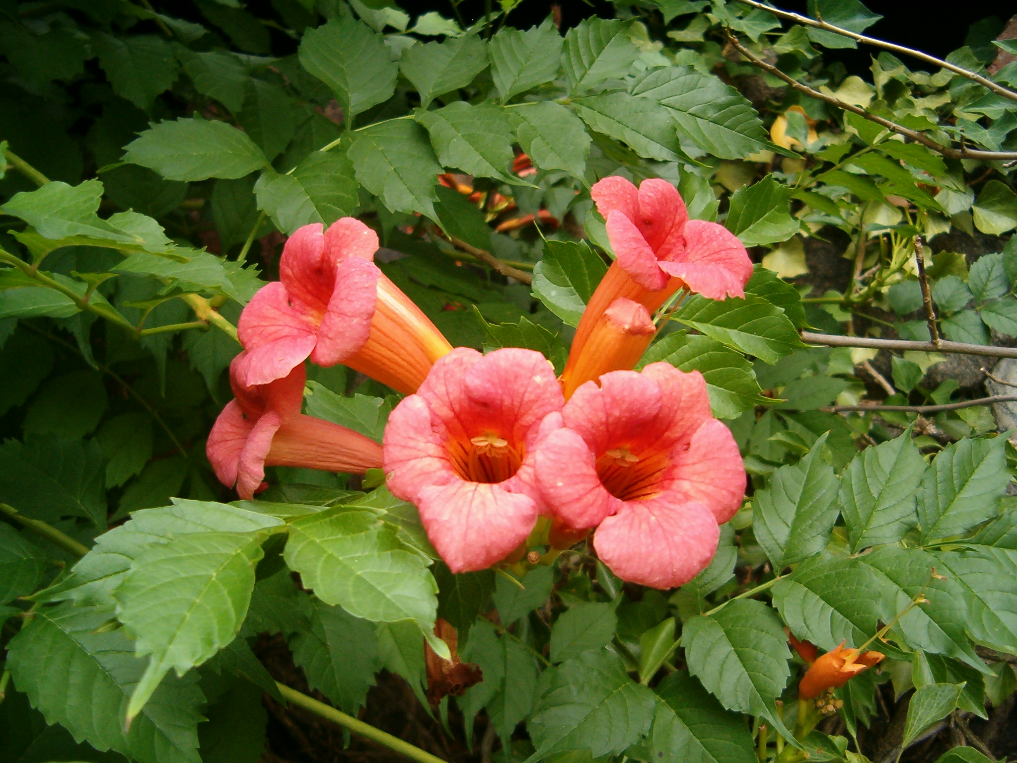 Campsis radicans_1