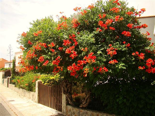 Campsis radicans