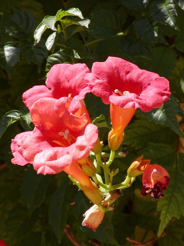 Campsis radicans_7