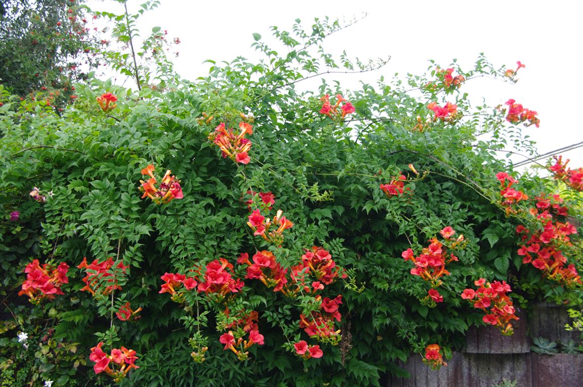 Campsis radicans_YY