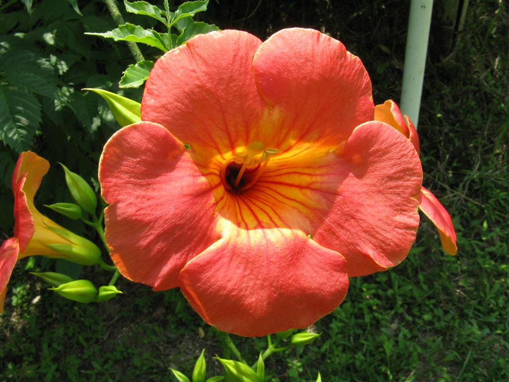 Campsis_grandiflora_04