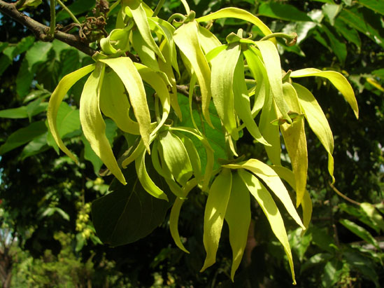 Cananga odorata