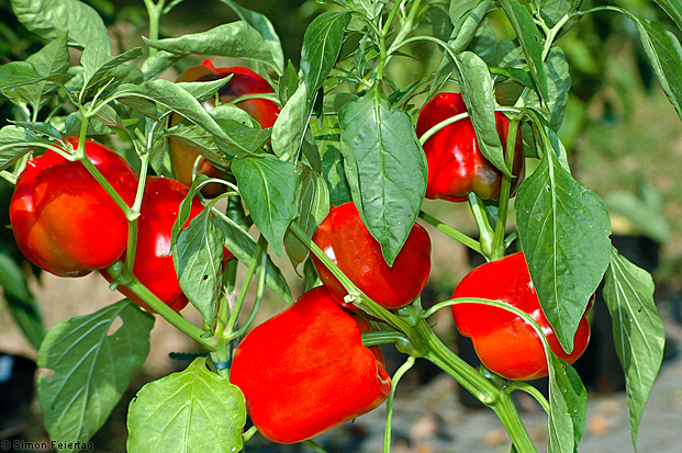 Capsicum annuum L.